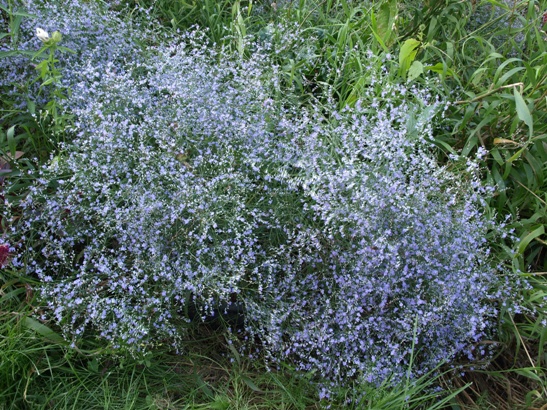 Sea Lavender